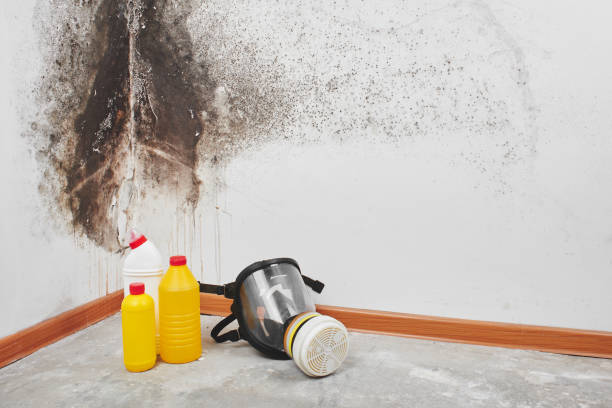 Best Mold Remediation for Specific Building Types in Forest Park, IL