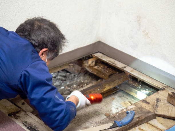 Best Attic Mold Remediation in Forest Park, IL