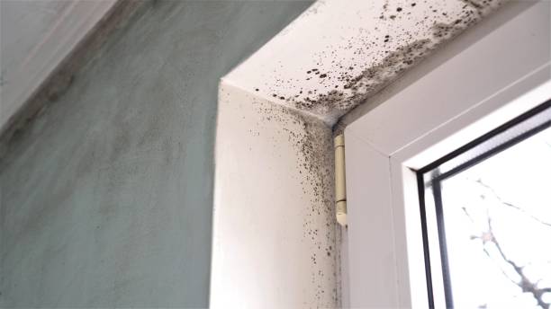 Best Black Mold Remediation in Forest Park, IL