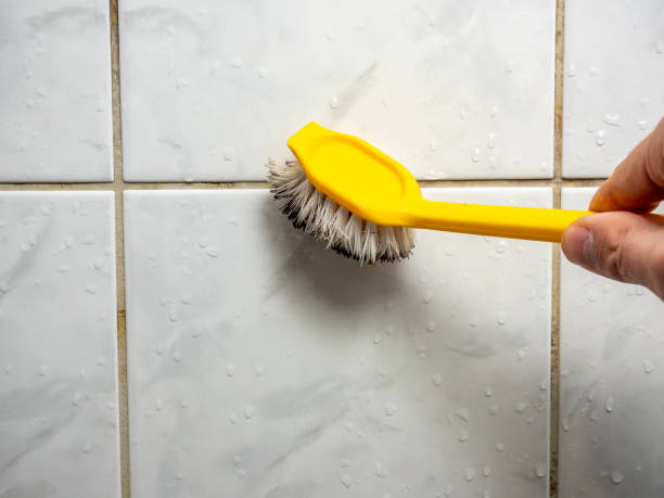 Best Insurance-Related Mold Remediation in Forest Park, IL