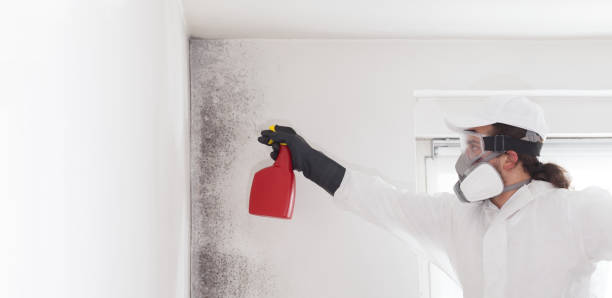 Best Industrial Mold Remediation in Forest Park, IL