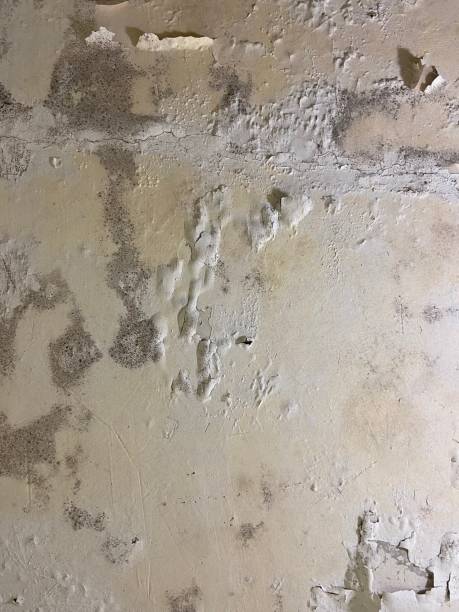 Best Basement Mold Remediation in Forest Park, IL