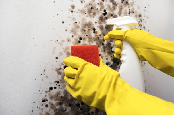 Best Emergency Mold Remediation in Forest Park, IL