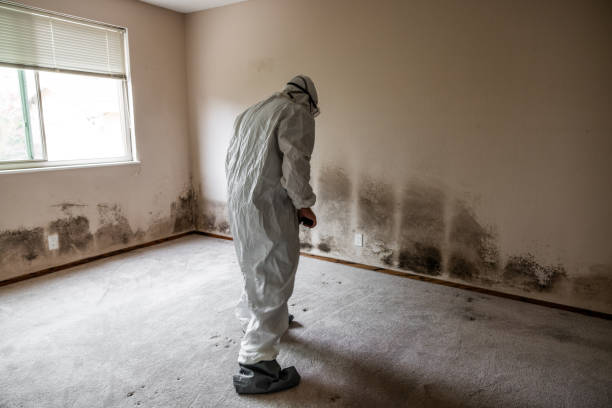 Best Bathroom Mold Remediation in Forest Park, IL