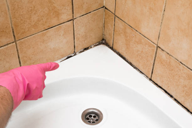 Best Commercial Mold Remediation in Forest Park, IL