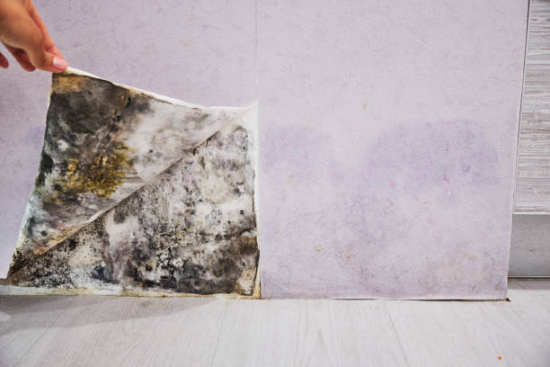 Best Basement Mold Remediation in Forest Park, IL